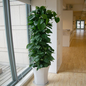 杏叶藤.jpg 杏叶藤.jpg