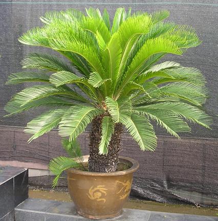 20100314111624-1096407857.jpg 20100314111624-1096407857.jpg