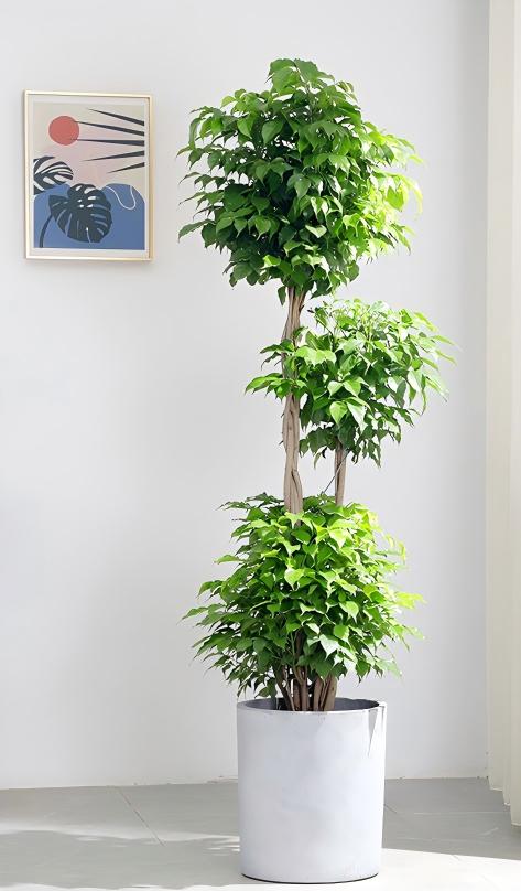 O1CN014xGibA1UeHQlMsR9B_!!2207632512542.jpg O1CN014xGibA1UeHQlMsR9B_!!2207632512542.jpg