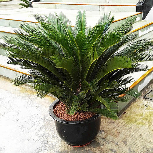 Fpuh6J7HYVaPJIAbb-47E7D_KiW1.jpg!middle.jpg Fpuh6J7HYVaPJIAbb-47E7D_KiW1.jpg!middle.jpg